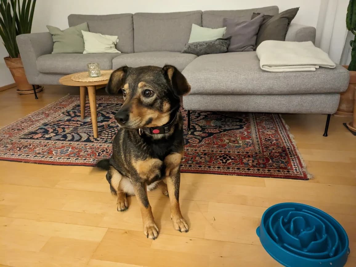 Molly, female 3yo Mixed Breed for adoption at Ein Herz für Streuner e.V., München