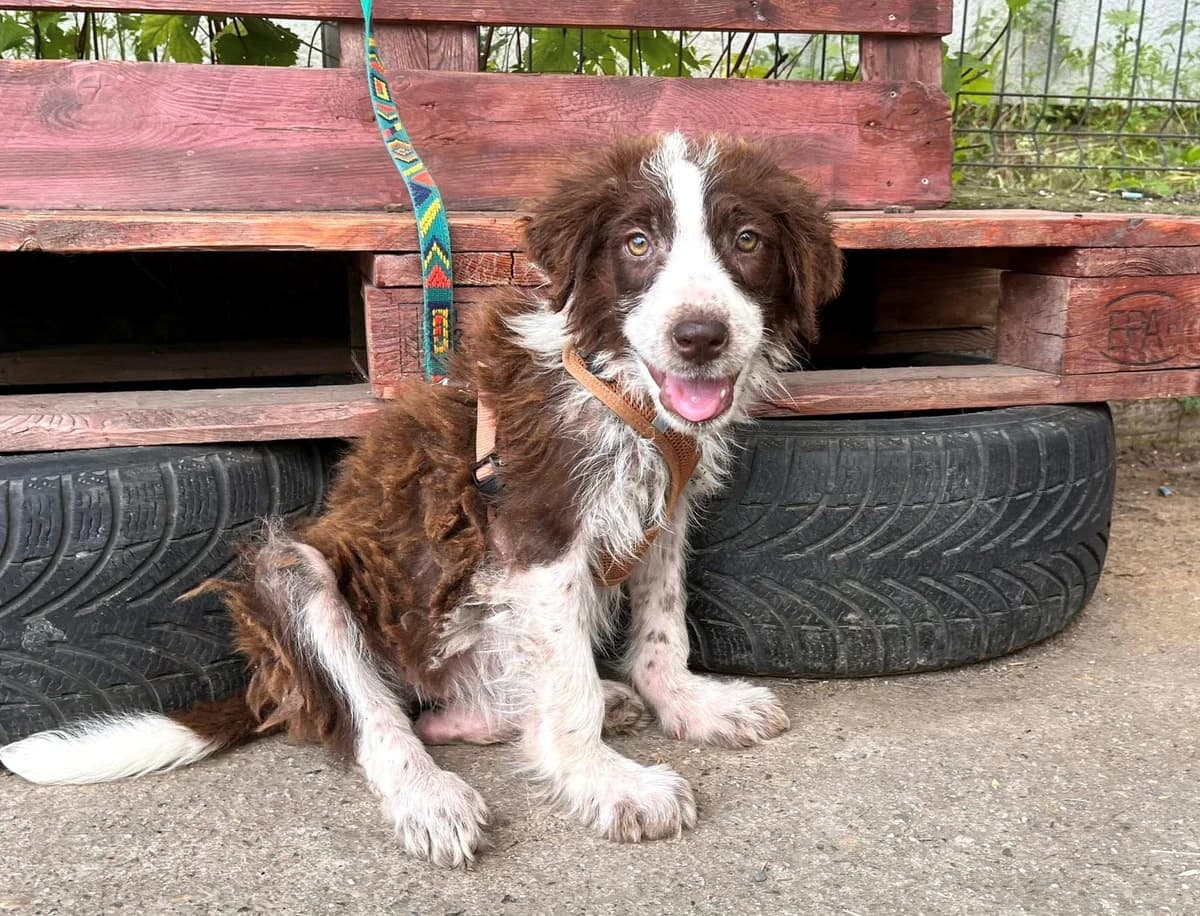 Molly, female puppy Mixed Breed for adoption at Ein Herz für Streuner e.V., München