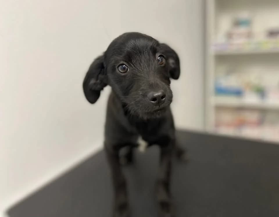 Molly, weiß female puppy Mixed Breed for adoption at Ein Herz für Streuner e.V., München