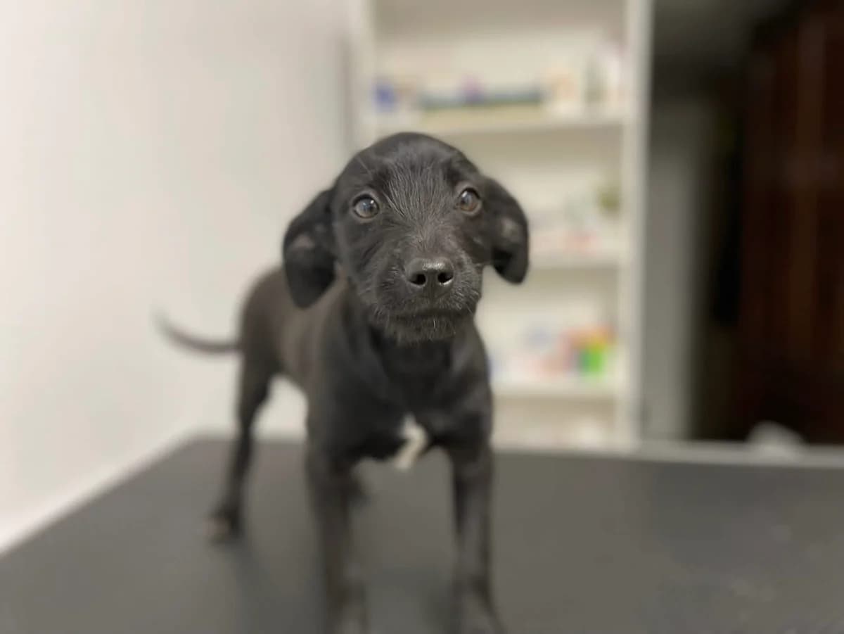 Molly, weiß female puppy Mixed Breed for adoption at Ein Herz für Streuner e.V., München