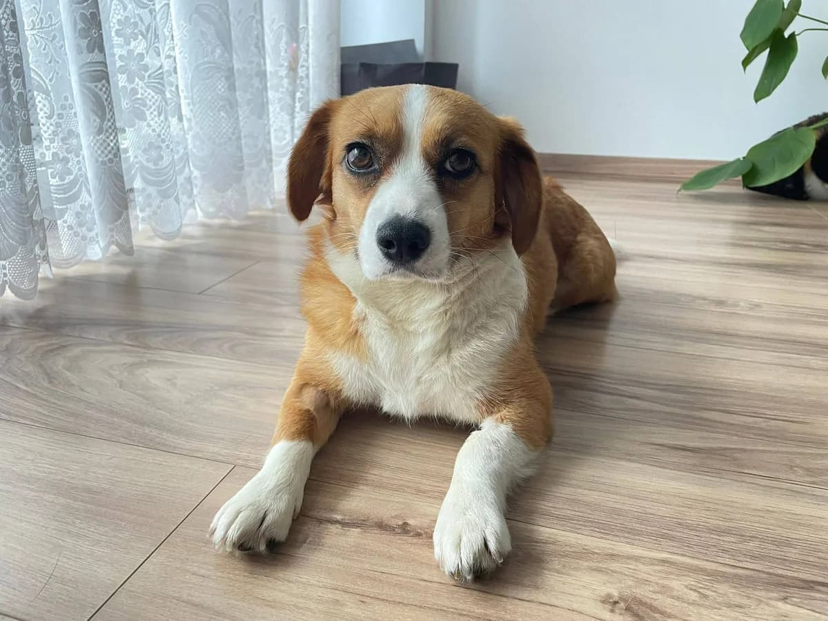 Molly, female young Mixed Breed for adoption at Ein Herz für Streuner e.V., München