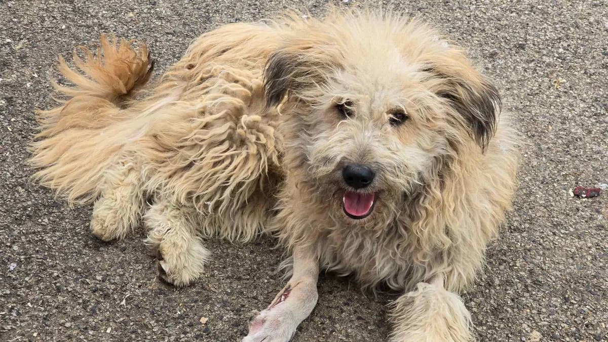 Momo, male 5yo Mixed Breed for adoption at Ein Herz für Streuner e.V., München