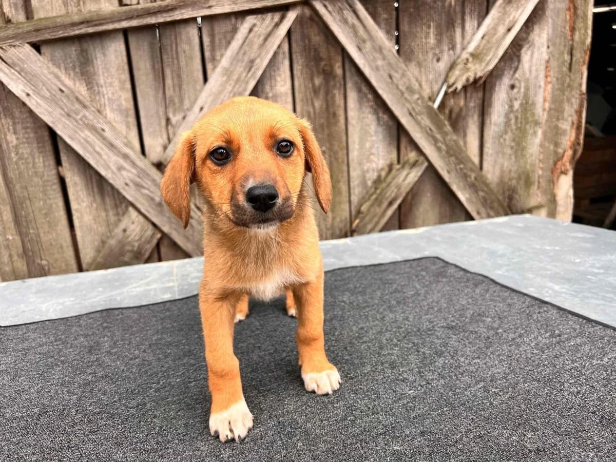 Momo, weiß young Mixed Breed for adoption at Ein Herz für Streuner e.V., München