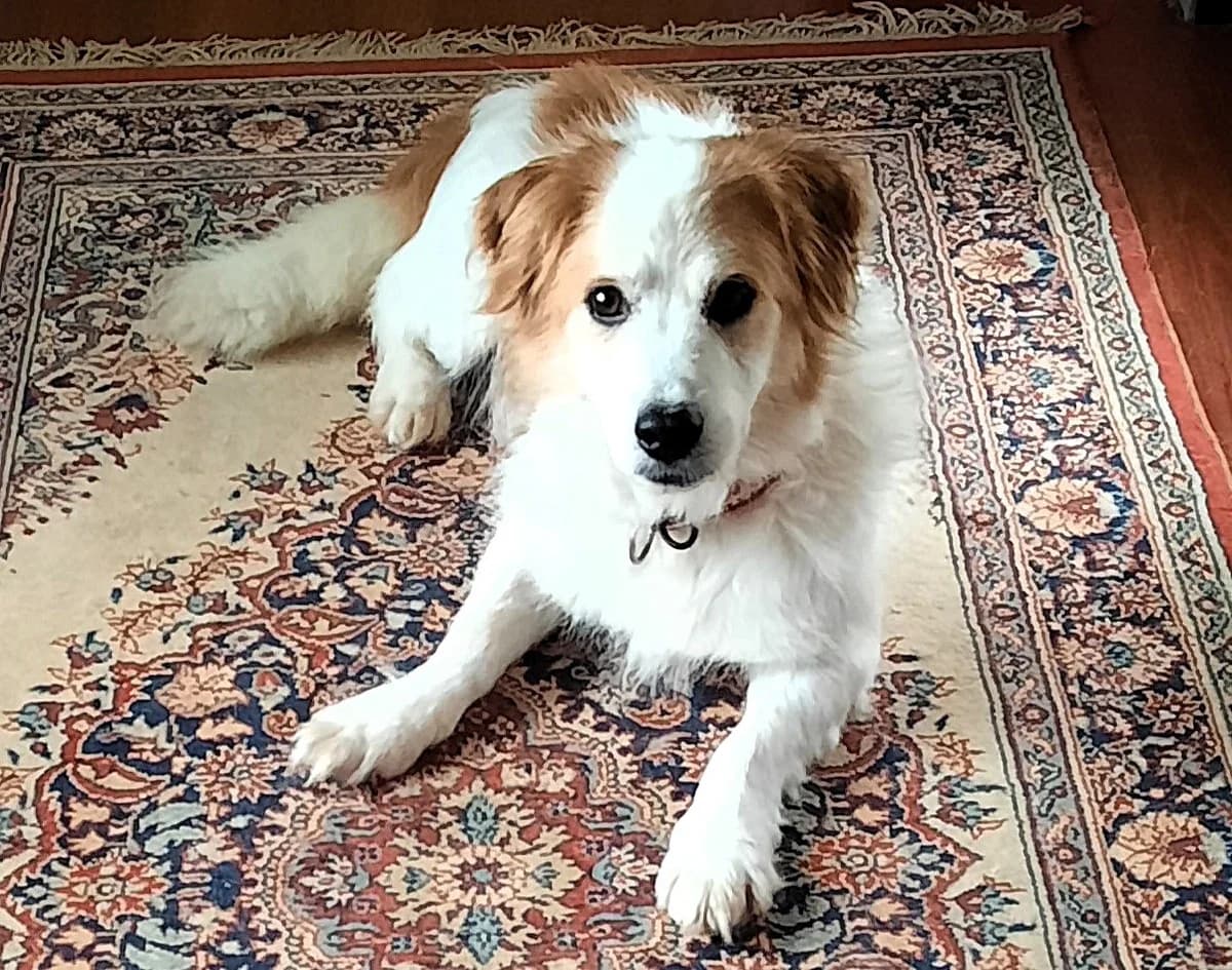 Momo, male senior Mixed Breed for adoption at Ein Herz für Streuner e.V., München