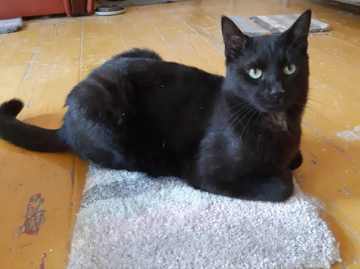 Momoa, male 3yo Mixed Breed for adoption at Ein Herz für Streuner e.V., München