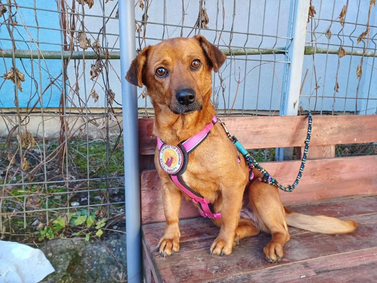 Mona, female 5yo Mixed Breed for adoption at Ein Herz für Streuner e.V., München