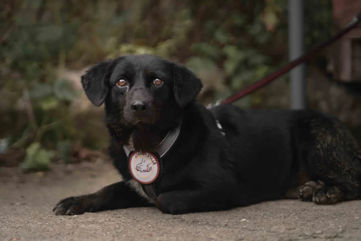 Mona Lisa, female senior Mixed Breed for adoption at Ein Herz für Streuner e.V., München