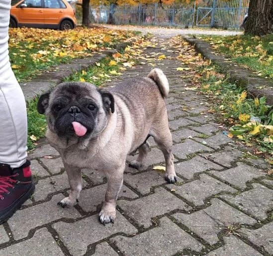 Monalie, female 7yo Mixed Breed for adoption at Ein Herz für Streuner e.V., München