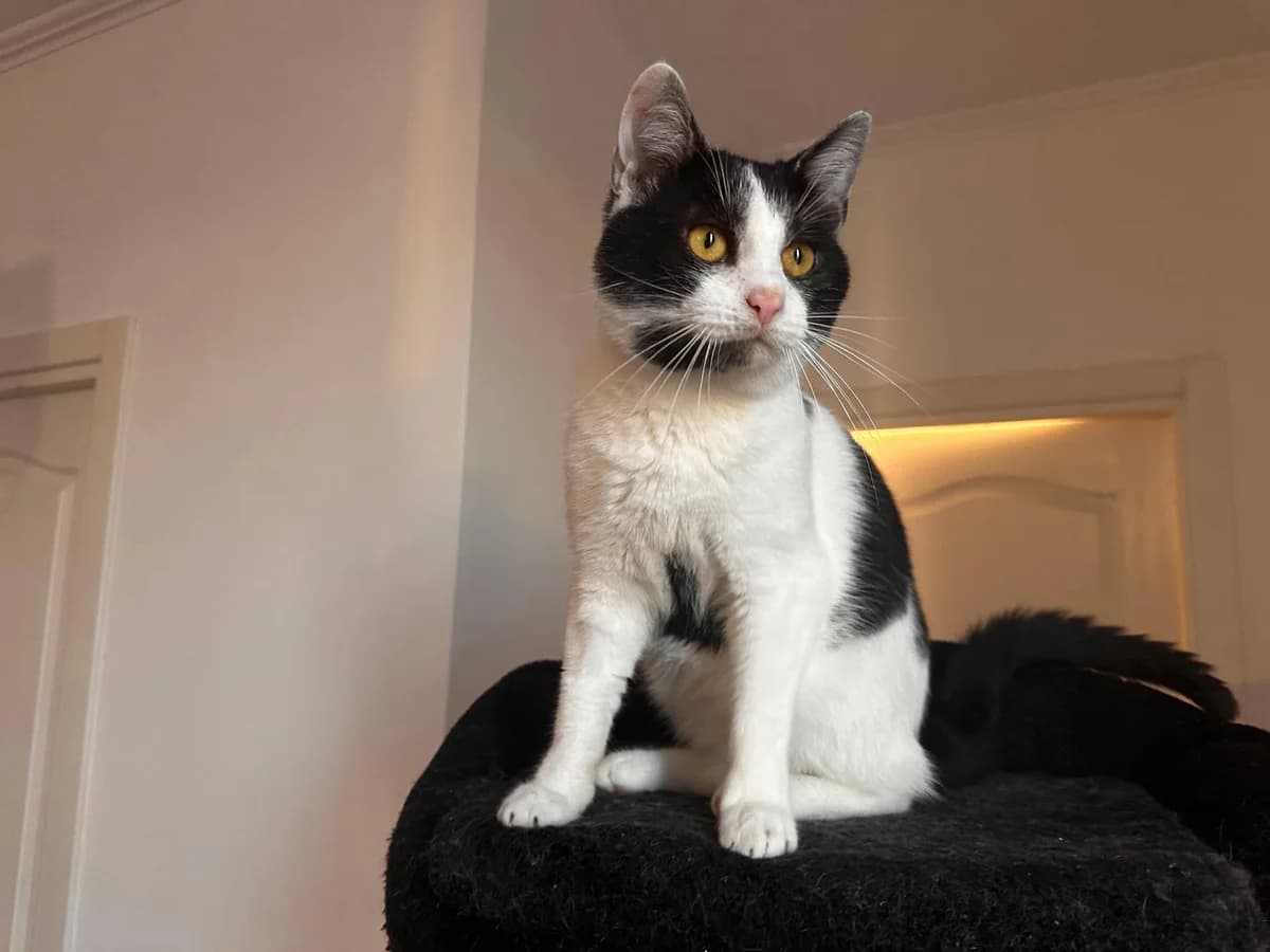 Monchi, male Mixed Breed for adoption at Ein Herz für Streuner e.V.