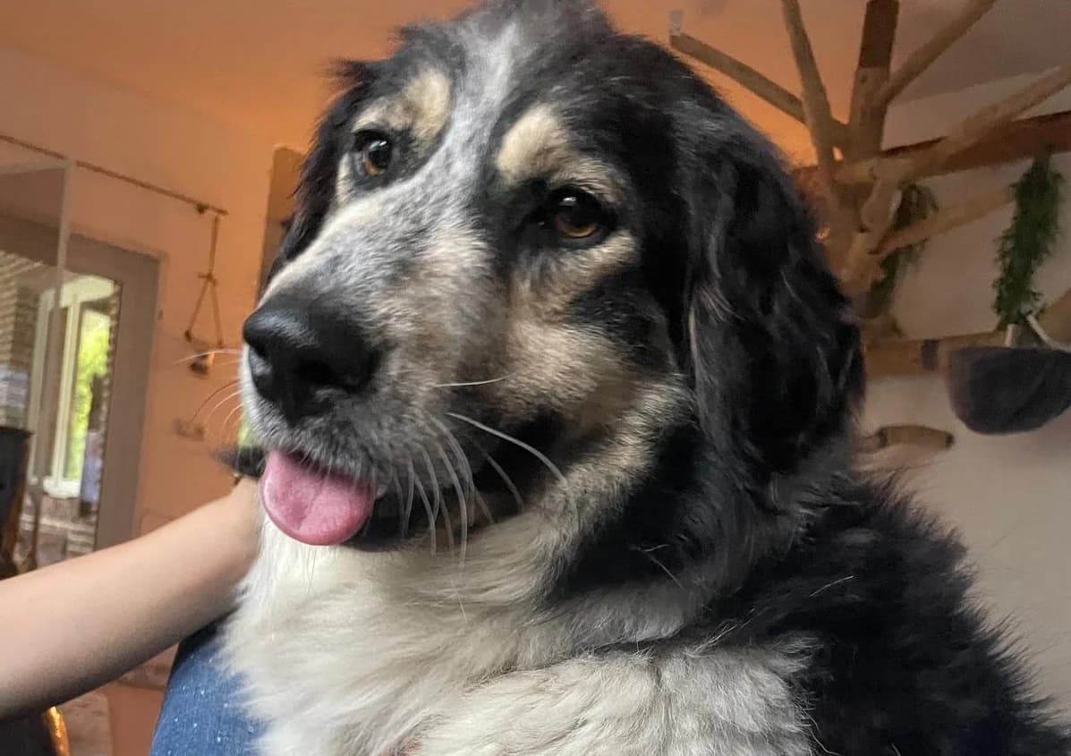 Monda, female 6yo Mixed Breed for adoption at Ein Herz für Streuner e.V., München