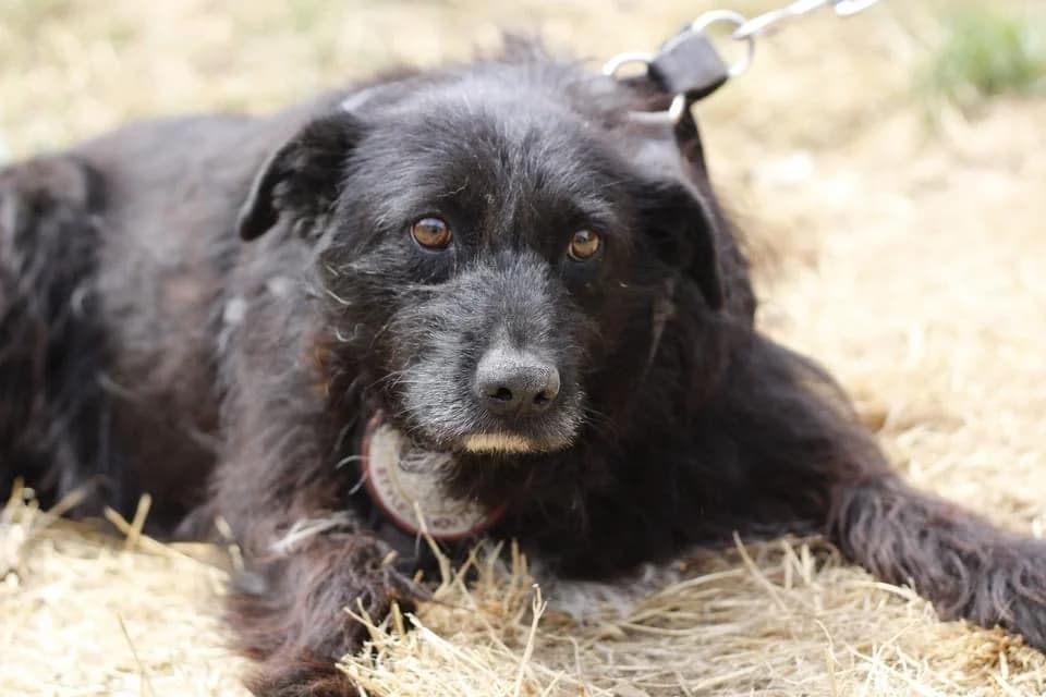 Monia, weiß female senior Mixed Breed for adoption at Ein Herz für Streuner e.V., München