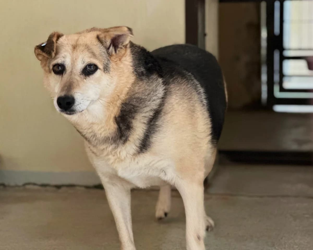Monja, female 7yo Mixed Breed for adoption at Ein Herz für Streuner e.V., München