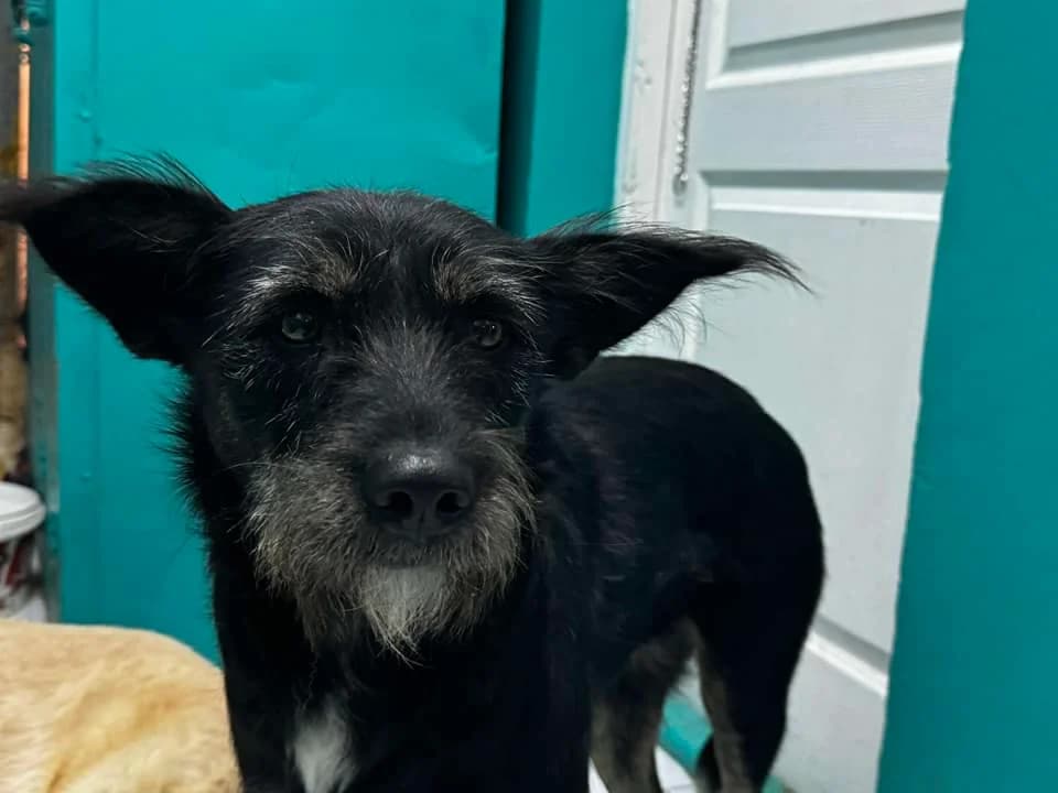 Monja, female 5yo Mixed Breed for adoption at Ein Herz für Streuner e.V., München