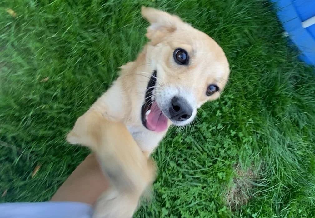Monja, female puppy Mixed Breed for adoption at Ein Herz für Streuner e.V., München