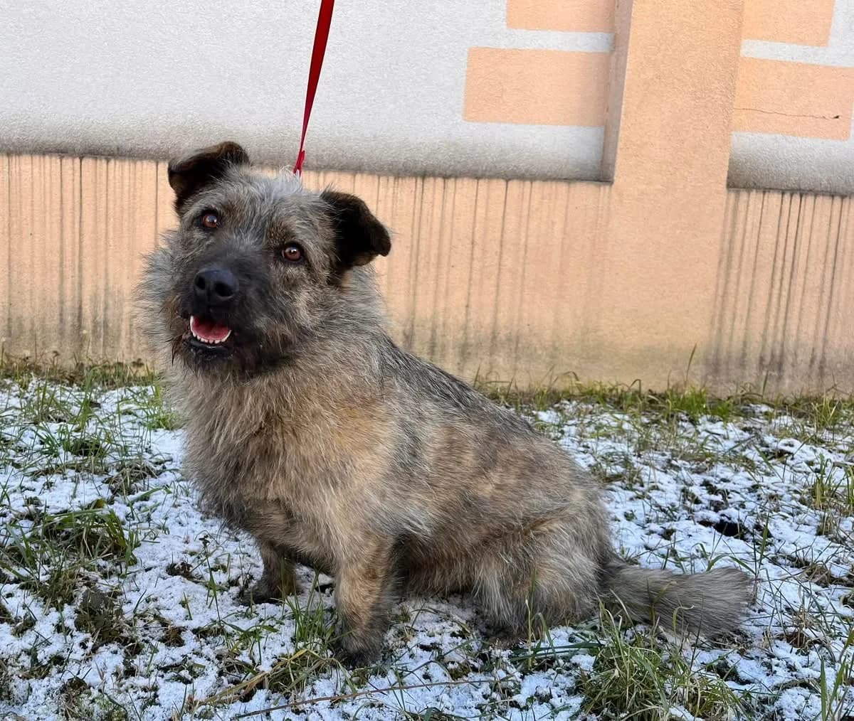 Monji, female 5yo Mixed Breed for adoption at Ein Herz für Streuner e.V., München