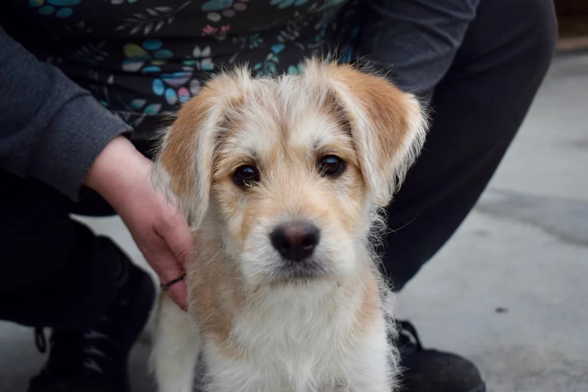 Monkey, beige female puppy Mixed Breed for adoption at Ein Herz für Streuner e.V., München