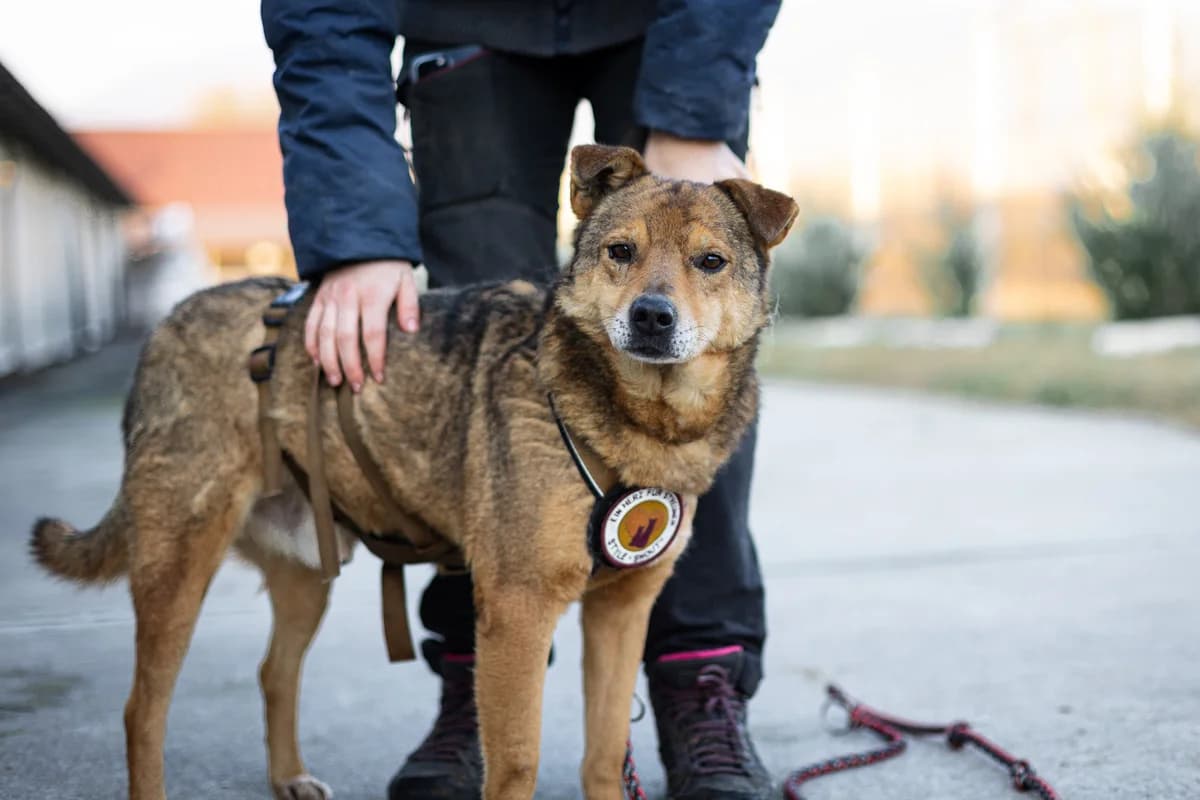Mono, male senior Mixed Breed for adoption at Ein Herz für Streuner e.V., München