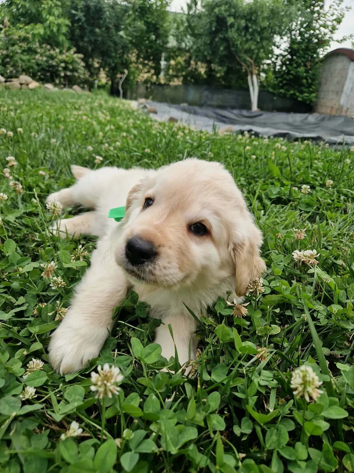Monti, golden male puppy Mixed Breed for adoption at Ein Herz für Streuner e.V., München