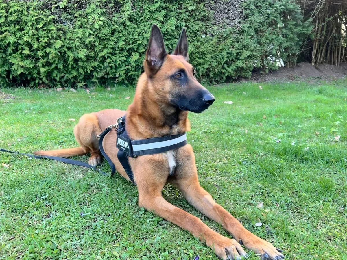 Monti, male 5yo Mixed Breed for adoption at Ein Herz für Streuner e.V., München