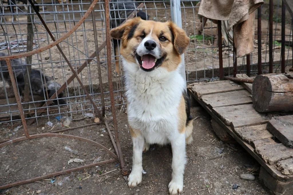 Montie, braun male 3yo Mixed Breed for adoption at Ein Herz für Streuner e.V., München