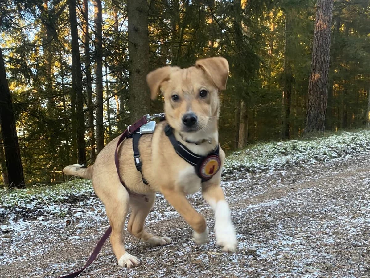 Monty, male puppy Mixed Breed for adoption at Ein Herz für Streuner e.V., München
