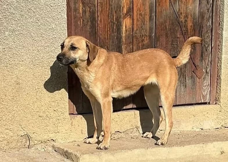 Moon, female 5yo Mixed Breed for adoption at Ein Herz für Streuner e.V., München