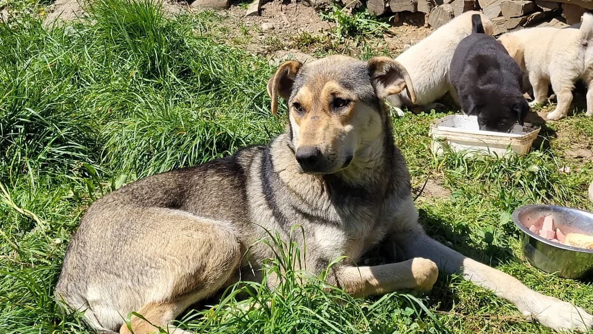 Moona, female young Mixed Breed for adoption at Ein Herz für Streuner e.V., München