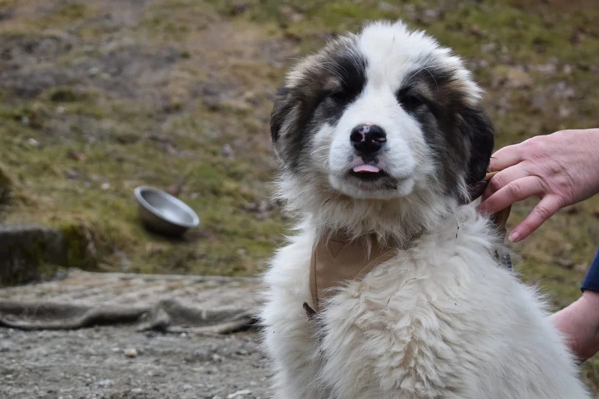 Moony, Mixed Breed for adoption at Ein Herz für Streuner e.V., München