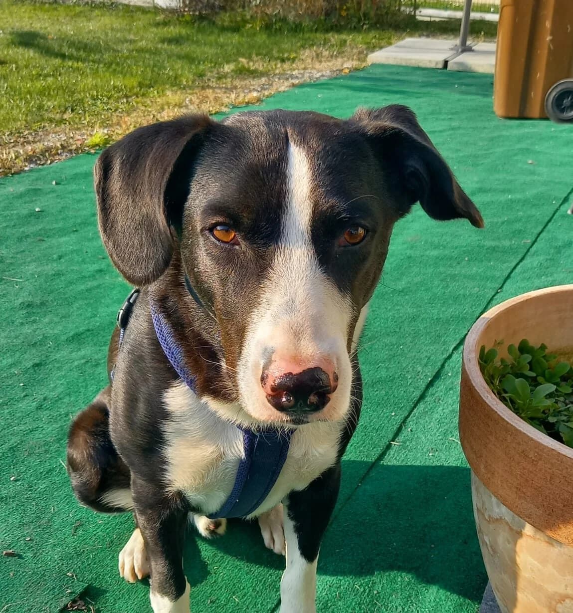 Moose, male young Mixed Breed for adoption at Ein Herz für Streuner e.V., München