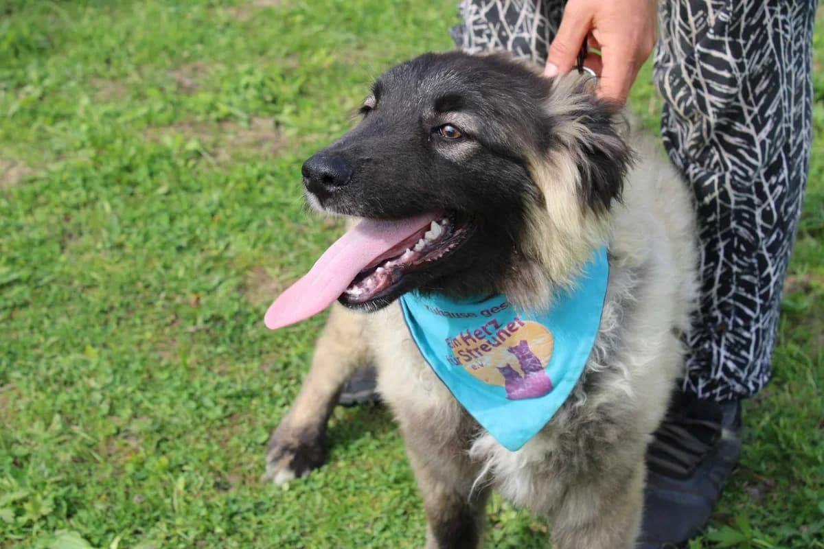 Moppe, male puppy Mixed Breed for adoption at Ein Herz für Streuner e.V., München