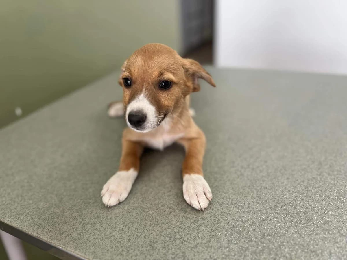 Moppi, puppy Mixed Breed for adoption at Ein Herz für Streuner e.V., München