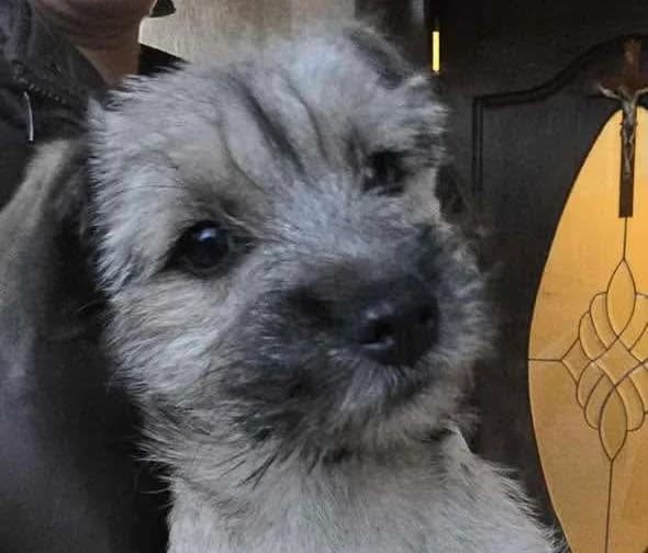 Mopsy, Mixed Breed for adoption at Ein Herz für Streuner e.V., München