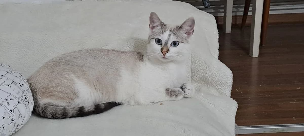 Morada, female young Mixed Breed for adoption at Ein Herz für Streuner e.V., München