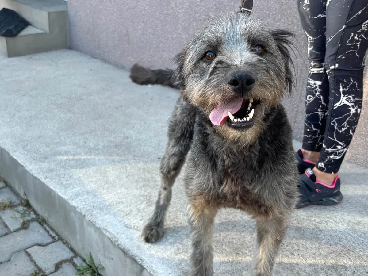 Moreno, male 4yo Mixed Breed for adoption at Ein Herz für Streuner e.V., München