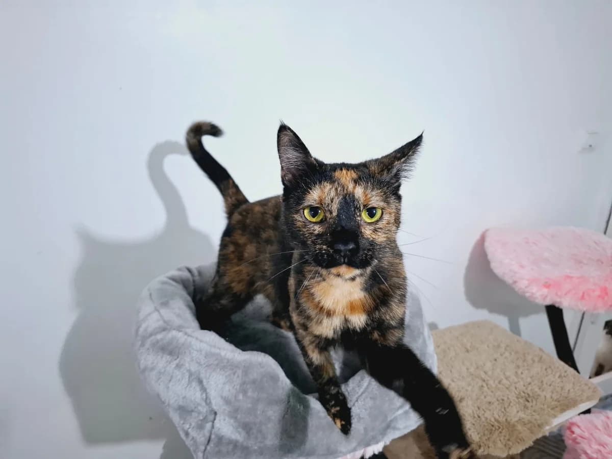 Moria, female 5yo Mixed Breed for adoption at Ein Herz für Streuner e.V., München
