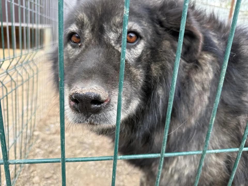 Moriarty, male 5yo Mixed Breed for adoption at Ein Herz für Streuner e.V., München