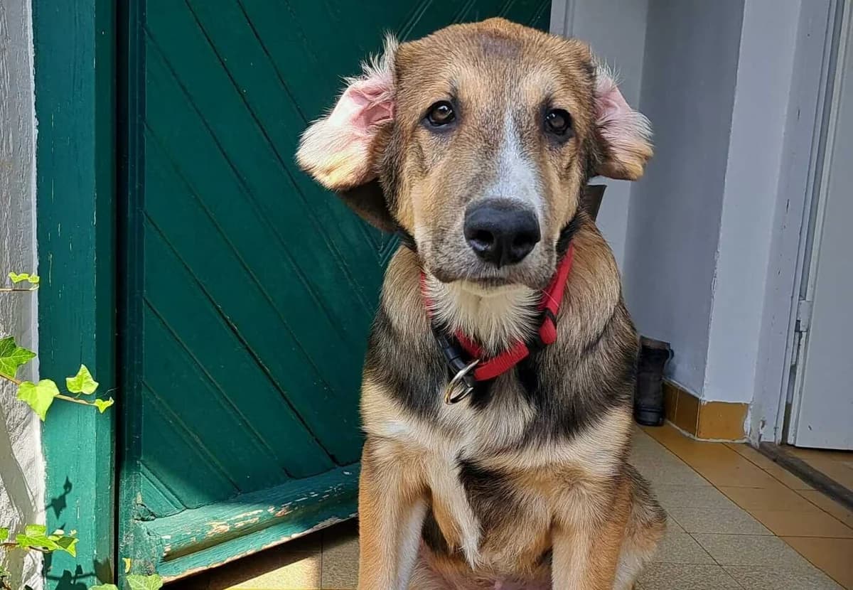 Moritz, male puppy Mixed Breed for adoption at Ein Herz für Streuner e.V., München