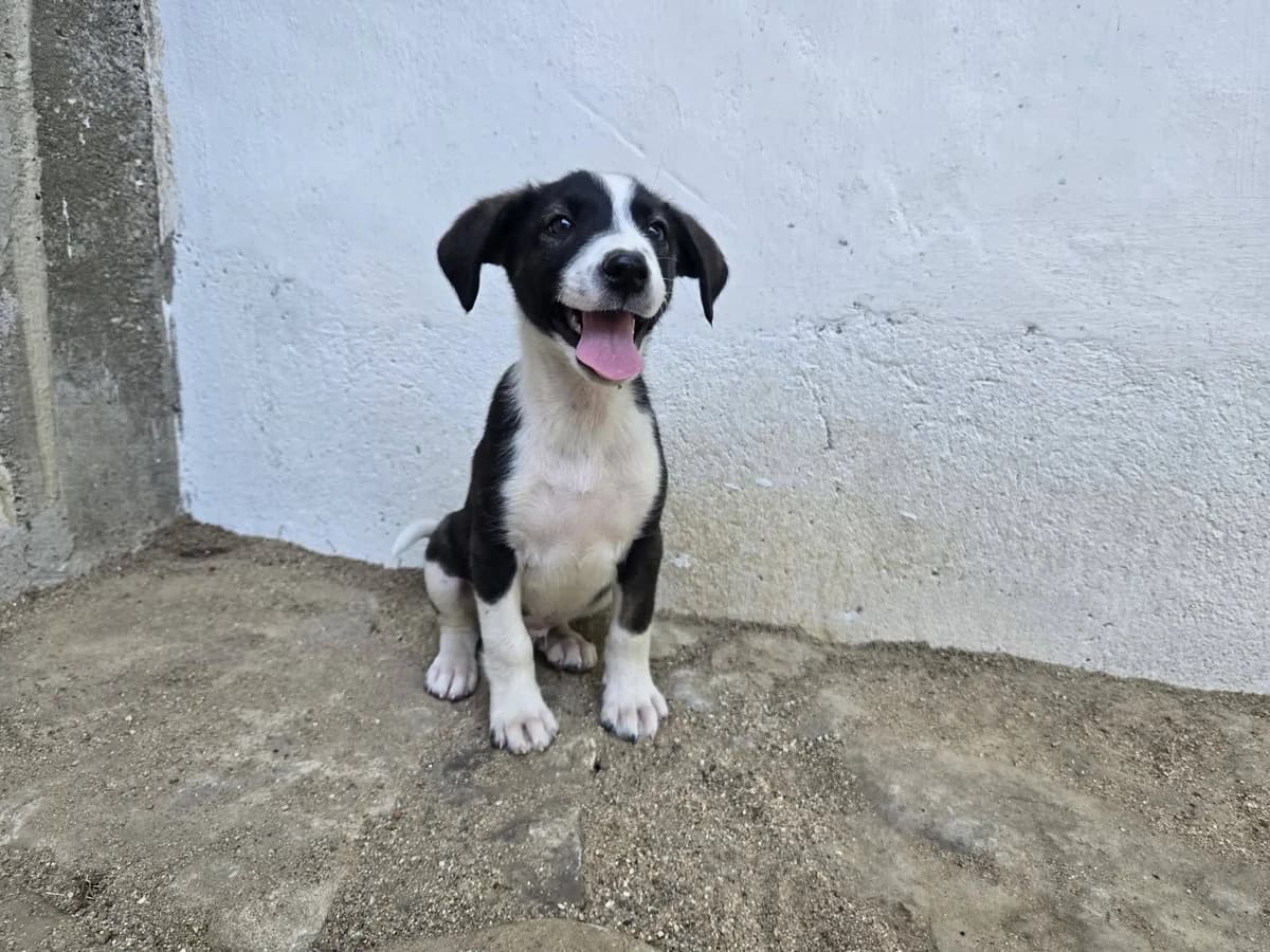 Moritz, male puppy Mixed Breed for adoption at Ein Herz für Streuner e.V., München