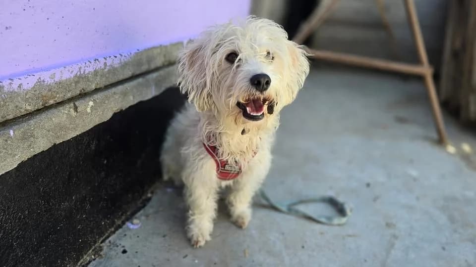 Morla, female 5yo Mixed Breed for adoption at Ein Herz für Streuner e.V., München