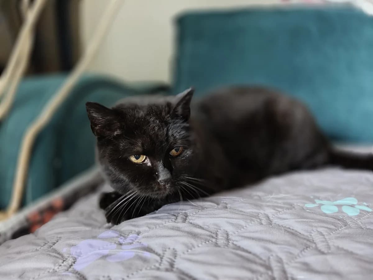 Morle, female 5yo Mixed Breed for adoption at Ein Herz für Streuner e.V., München