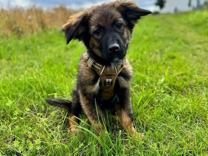 Morris, male puppy Mixed Breed for adoption at Ein Herz für Streuner e.V., München