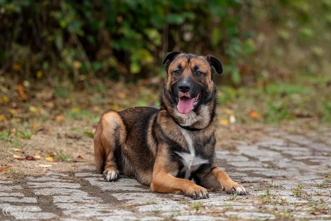 Morrison, male young Mixed Breed for adoption at Ein Herz für Streuner e.V., München