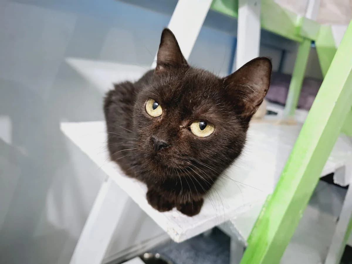 Morticia, female senior Mixed Breed for adoption at Ein Herz für Streuner e.V., München