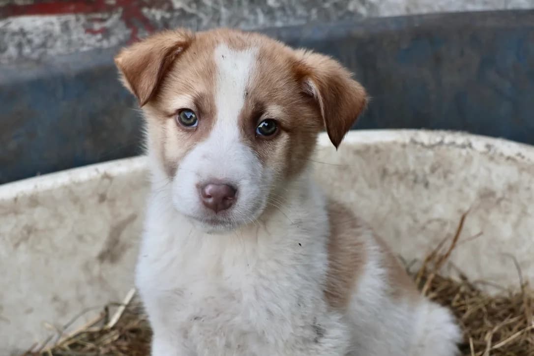 Morty, hellbraun male puppy Mixed Breed for adoption at Ein Herz für Streuner e.V., München