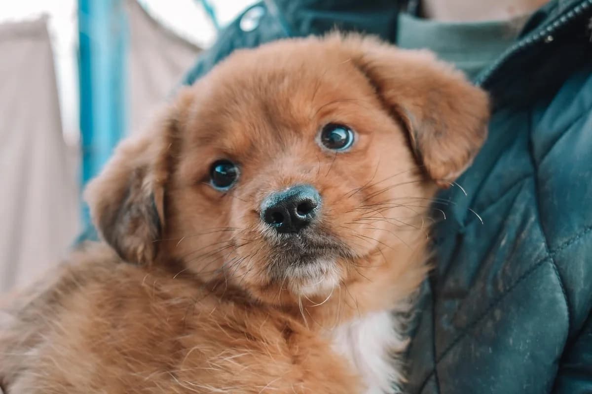 Morty, rotbraun male puppy Mixed Breed for adoption at Ein Herz für Streuner e.V., München