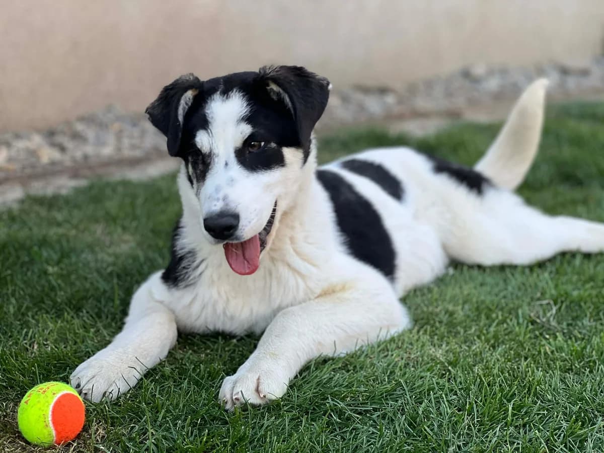 Moschino, male puppy Mixed Breed for adoption at Ein Herz für Streuner e.V., München