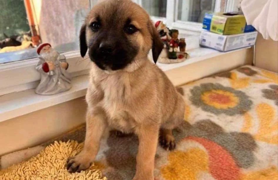 Moses, Mixed Breed for adoption at Ein Herz für Streuner e.V., München
