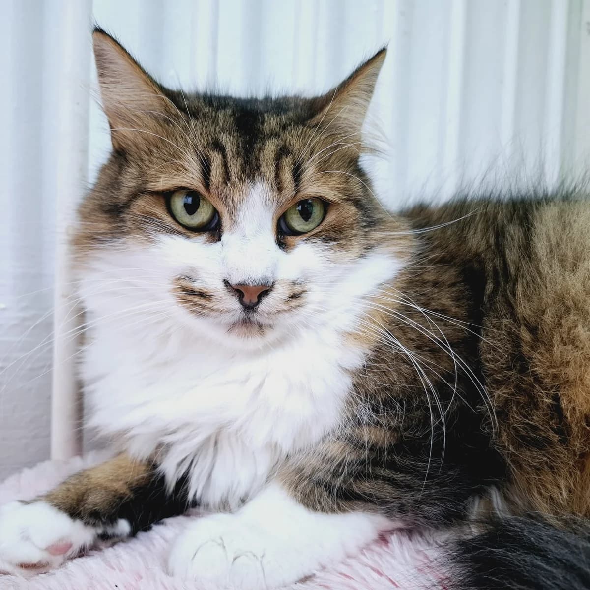 Moses, male 6yo Mixed Breed for adoption at Ein Herz für Streuner e.V., München