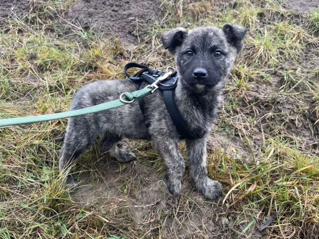 Mosi, male puppy Mixed Breed for adoption at Ein Herz für Streuner e.V., München