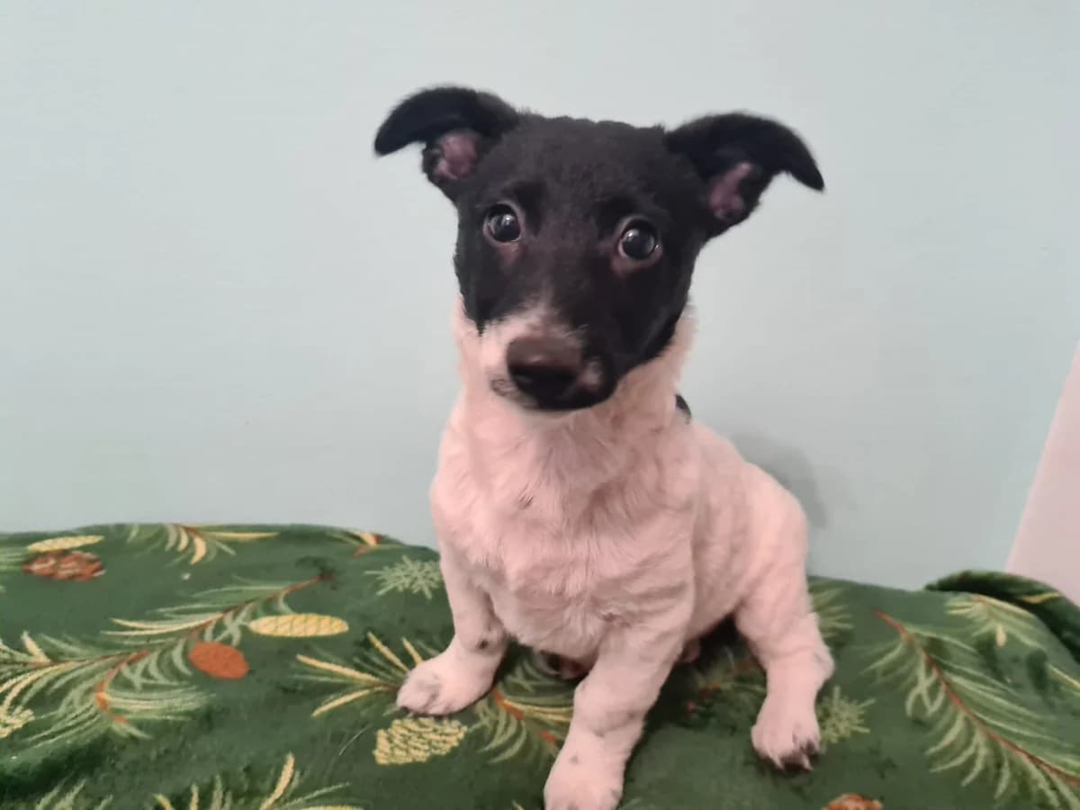 Motte, weiß female puppy Mixed Breed for adoption at Ein Herz für Streuner e.V., München